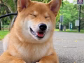有偿领养柴犬～性格超甜喜人活泼