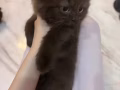 喜欢猫咪的主人