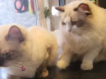 布偶猫找男朋友