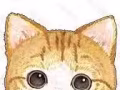 平价自家猫咪繁殖小bb