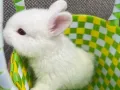 幼小白色小兔子