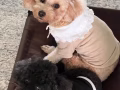 1岁香槟色贵宾犬妹妹找男朋友