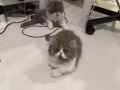 可爱波斯猫