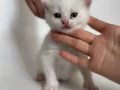 一个月曼基康长腿奶猫
