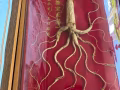 野山参滋补佳品