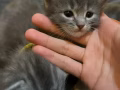 猫咪有偿领养