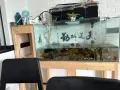 Fish tank 鱼缸