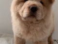 Chow Chow 宝宝
