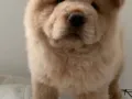 Chow Chow 宝宝