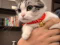 美短免费领养