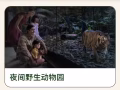 低价出售夜间动物园门票