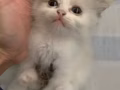 小奶猫放领养