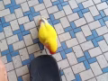 杜丹鸚鵡寶寶出售