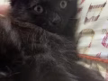黑色小猫咪求领养