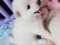 小银孤有偿领养