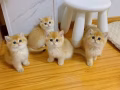 猫猫免费领养