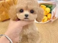 宠物狗狗超优惠出售