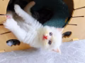 布偶 猫咪