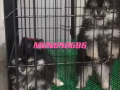 3色博美