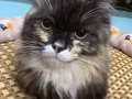 有偿领养猫