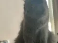 猫咪领养