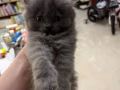 可爱小猫咪 找好人家～
