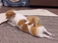 吉娃娃妹妹免费领养