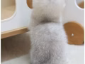 浮白小短腿免费领养