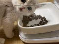 滚滚领养