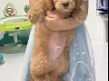 两个半月纯种泰迪
