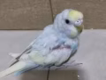 手养可爱虎皮小鹦鹉