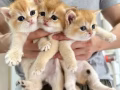 无偿领养猫猫