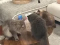 猫咪领养