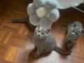 英短小蓝猫找新家