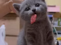 英短蓝猫小鼻嘎找新家