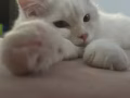 有偿领养布偶猫 还有一只奶牛猫