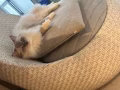 猫咪有偿领养