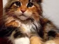 寻找纯种缅因猫