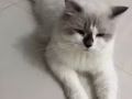2岁布偶公猫有偿领养