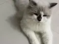2岁布偶公猫有偿领养