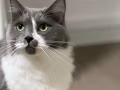 猫咪转卖 价格可商