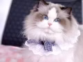布偶猫咪