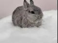 纯种荷兰兔子 超级萌哒