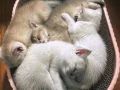 渐层蓝金有偿领养