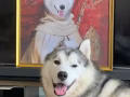 哈士奇和英斗领养