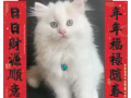 长毛弟弟找主人