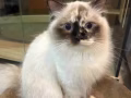 有偿领养猫咪