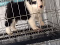 边境牧羊犬