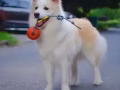 求狗狗！