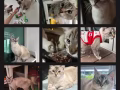猫咪有偿，虎纹暹罗布偶母